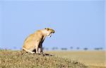 Very angry Lioness (panthera leo) sitting on top of the hill in savannah in South Africa