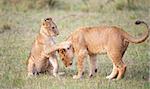 Lion (panthera leo) cubs playing in savannah in South Africa