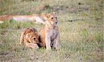 Two Lion (panthera leo) cubs sitting in savannah not far from their mother in South Africa