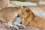 Lion (panthera leo) cub lying next to his family in savannah in South Africa