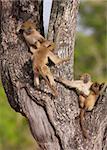 Baby Chacma baboons (Papio cynocephalus) playing in the tree in South Africa