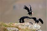 Group of three White-necked Ravens (Corvus albicollis) in flight in South Africa