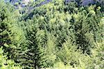 Pyrenees trees forest mountain scenic in summer nature