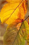 Closeup photo of bright orange and green autumn leaves