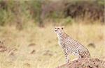 Cheetah (Acinonyx jubatus) watching out for prey in savannah in South Africa