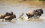 Many Crocodiles (Crocodylus niloticus) in the river in Kenya trying to grab Bluewildebeest crossing the river