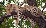 Leopard (Panthera pardus) sleeping on the tree in nature reserve in South Africa