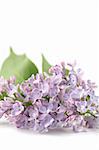 Beautiful fragrant purple-blue lilac isolated on white background