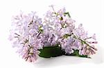 Beautiful fragrant purple-blue lilac isolated on white background