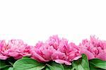 Peony over white background