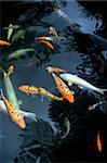 Monte Palace Tropical Garden - Koi Carp - Monte, Madeira