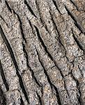 Tree bark texture - detail - background