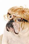 english bulldog with silly expression wearing blond wig and glasses on white background