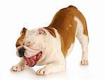 english bulldog with mouth open making funny face with reflection on white background