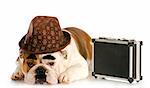 english bulldog dressed up like a business man with dark eyebrows and mustache on white background