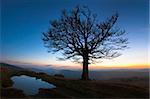 Lonely autumn naked tree on night mountain hill top in last sunset light (and puddle near)