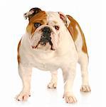 english bulldog standing looking at viewer with reflection on white background