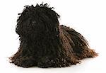 corded puli laying down with reflection on white background