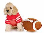 cute cocker spaniel puppy wearing jersey sitting beside stuffed football