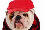 funny looking english bulldog wearing plaid shirt and red trucker hat on white background