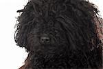 corded puli head portrait on white background