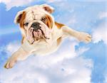 english bulldog with arms out flying on cloudy blue sky