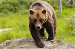 A grizzly bear walking toward the viewer