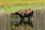 solitary cow moose feeding in a pond in the Teton National Park
