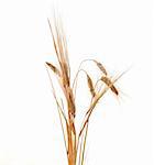 wheat plant isolated on white background representing agriculture concept