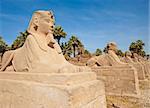 Small sphinx outside the entrance to Luxor Temple in Egypt