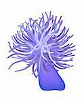 Illustration of the sea anemone - sea flower - vector. This file is vector, can be scaled to any size without loss of quality.