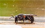 insect, black bee, macro closeup