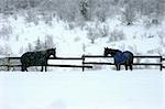 Horses in field with blankets during a snowstorm