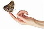 butterfly on finger isolated on white background