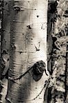 Detail picture of the bark and knots on an aspen tree in the forest. Duotone image