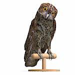 Tawny Owl Bird. 3D rendering with clipping path and shadow over white