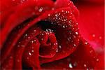 Red rose, macro photo