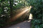 sun fog forest on a country road