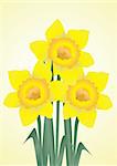 vector illustration of three daffodils