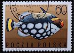 Poland - CIRCA 1967: A stamp is printed in Poland, Clown triggerfish, CIRCA in 1967.