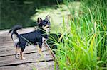 Long-hair Chihuahua dog standing on wooden bridge near pond