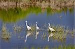 Three Snowy Egrets (Egretta thula) wading in water