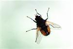 Macro shot of housefly sitting on a window