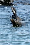 Sea lions photographed at the galapagos islands