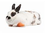 white rabbit with blask spots