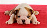 cute english bulldog puppy laying down on red blanket - 5 weeks old