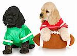 two cocker spaniel puppies wearing football jersies with football on white background