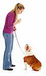 obedience training - woman teaching english bulldog to sit on white background