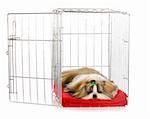 shih tzu puppy laying in open dog crate with reflection on white background