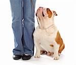 obedience training - english bulldog sitting looking up at owner on white background